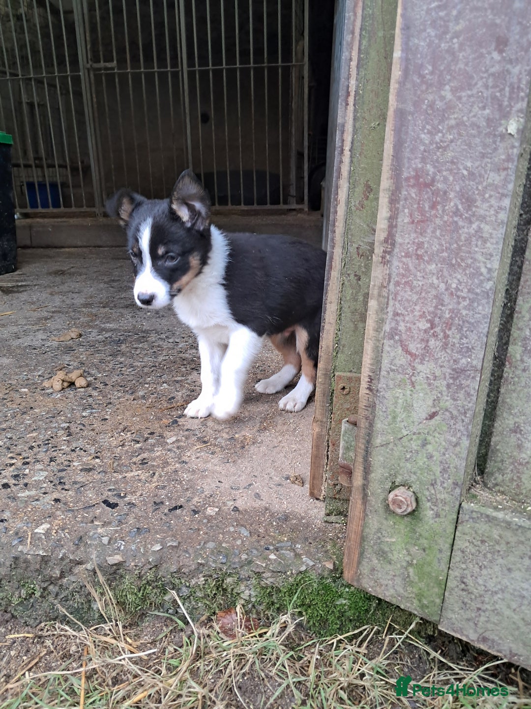 Mixed Breed dogs for sale: Kelpie x collie puppies  - Advert 3