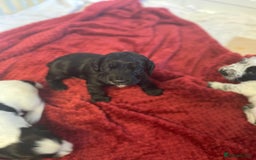 Cocker Spaniel dogs for sale: Working cocker spaniels - Image 19