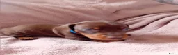 Miniature Dachshund dogs for sale: KC Miniature Dachshund Puppies for sale - Advert 36
