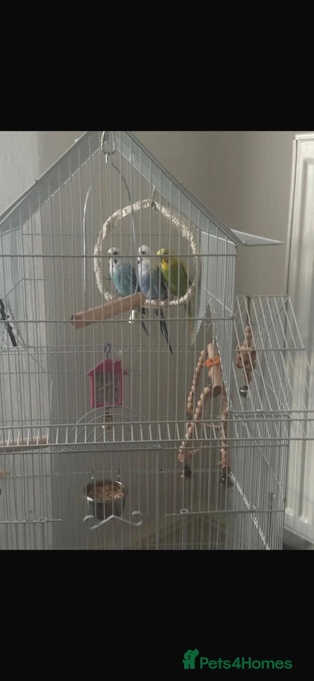 Budgerigars birds for sale: 🦜 3 Bonded Budgies Looking for a Loving Home in Nelson - Advert 2