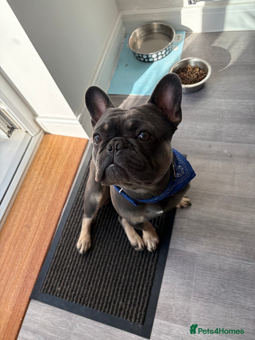 French Bulldog dogs for sale: French bulldog Male - Advert 1