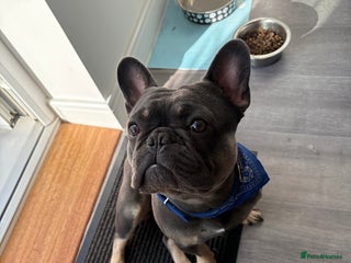 French Bulldog dogs French bulldog Male - Advert 1