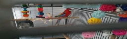 Parakeets birds for sale: EASTERN ROSELLA WITH CAGE, OPEN TO OFFERS!! - Advert 2