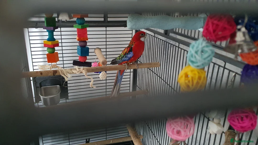 Parakeets birds for sale: EASTERN ROSELLA WITH CAGE, OPEN TO OFFERS!! - Advert 2