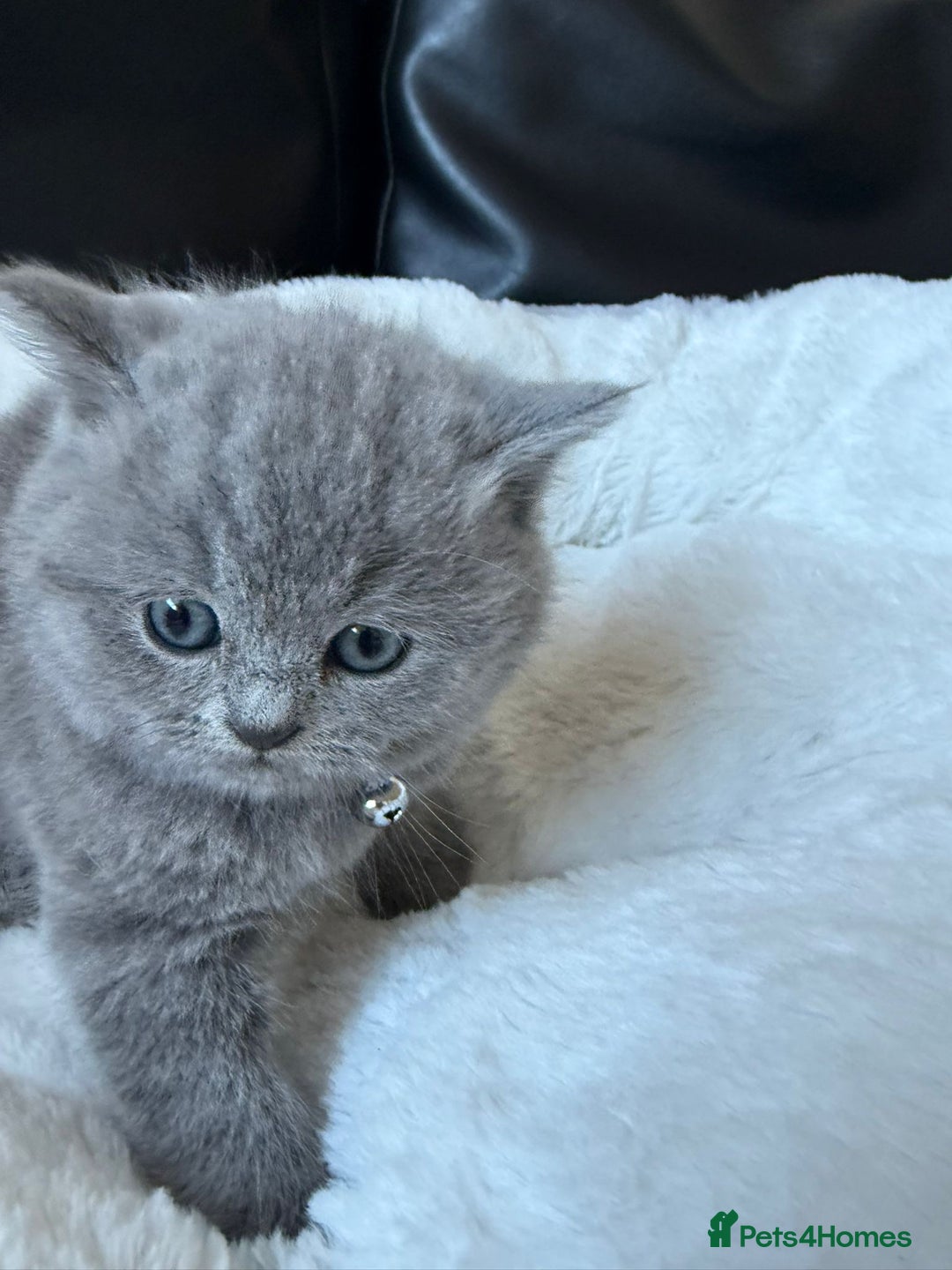British Shorthair cats for sale: 5 beautiful British Shorthair Girls for sale - Advert 13
