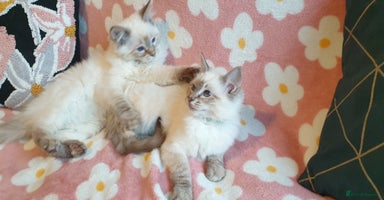 Ragdoll cats Stunning GCCF Registered Ragdoll Kittens. - Advert 15