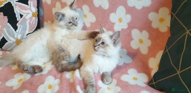 Ragdoll cats Stunning GCCF Registered Ragdoll Kittens. - Advert 5