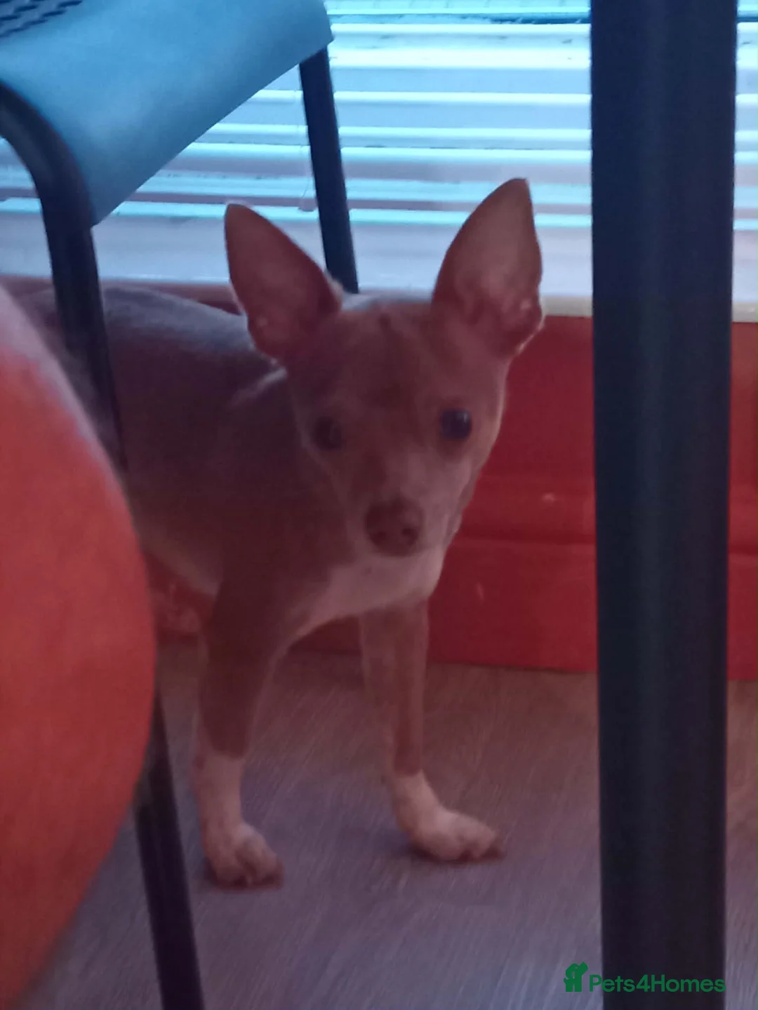 Chihuahua dogs for sale: For sale in Wolverhampton - Advert 3