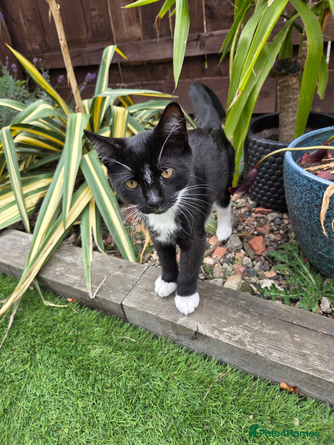 Mixed Breed cats for sale: Mr Shy  - Image 4