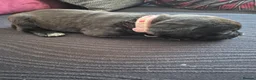 Mixed Breed dogs for sale: 5 beautiful pups in Paignton - Advert 2
