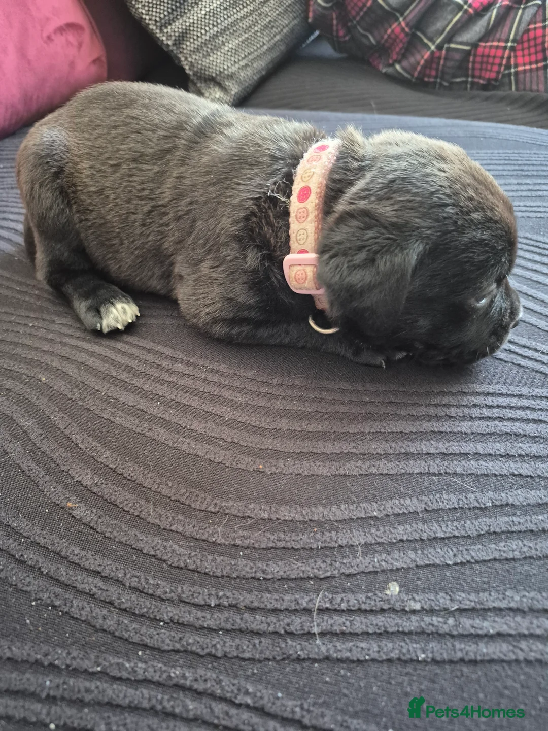 Mixed Breed dogs for sale: 5 beautiful pups in Paignton - Advert 2