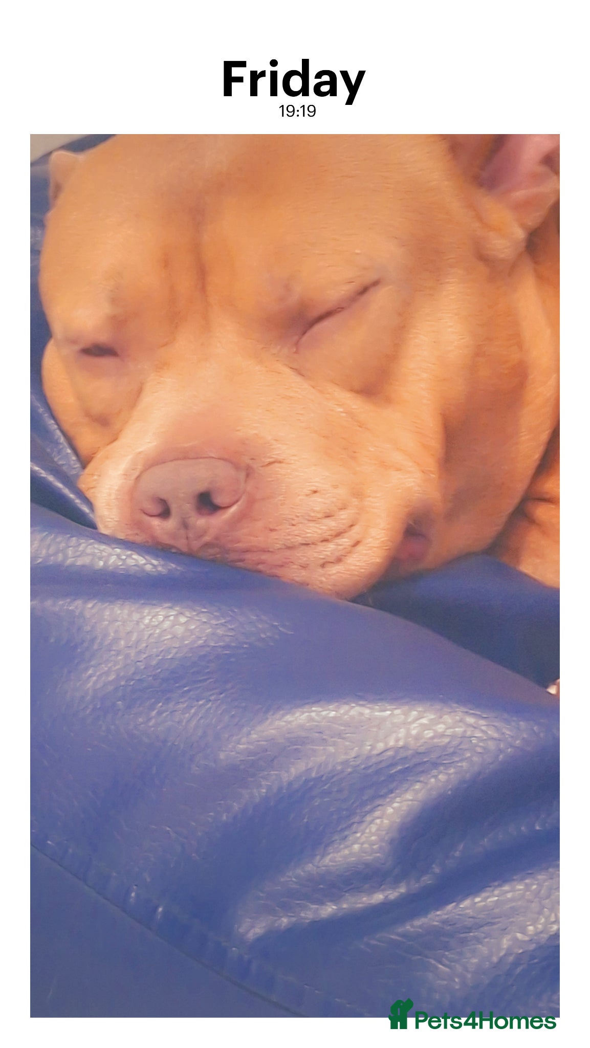 American Bulldog dogs American bulldog - Advert 2