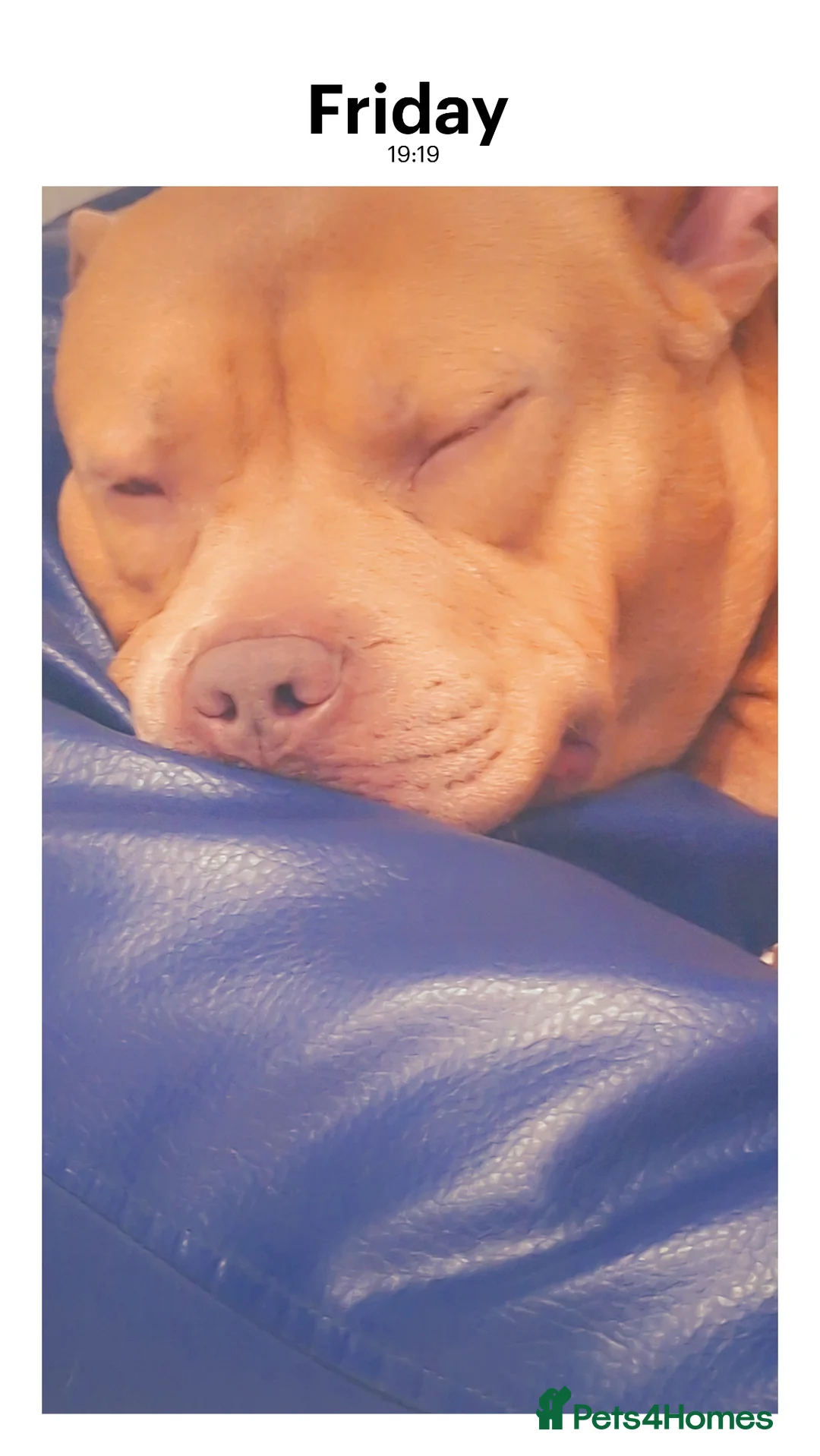 American Bulldog dogs for sale: American bulldog - Advert 1