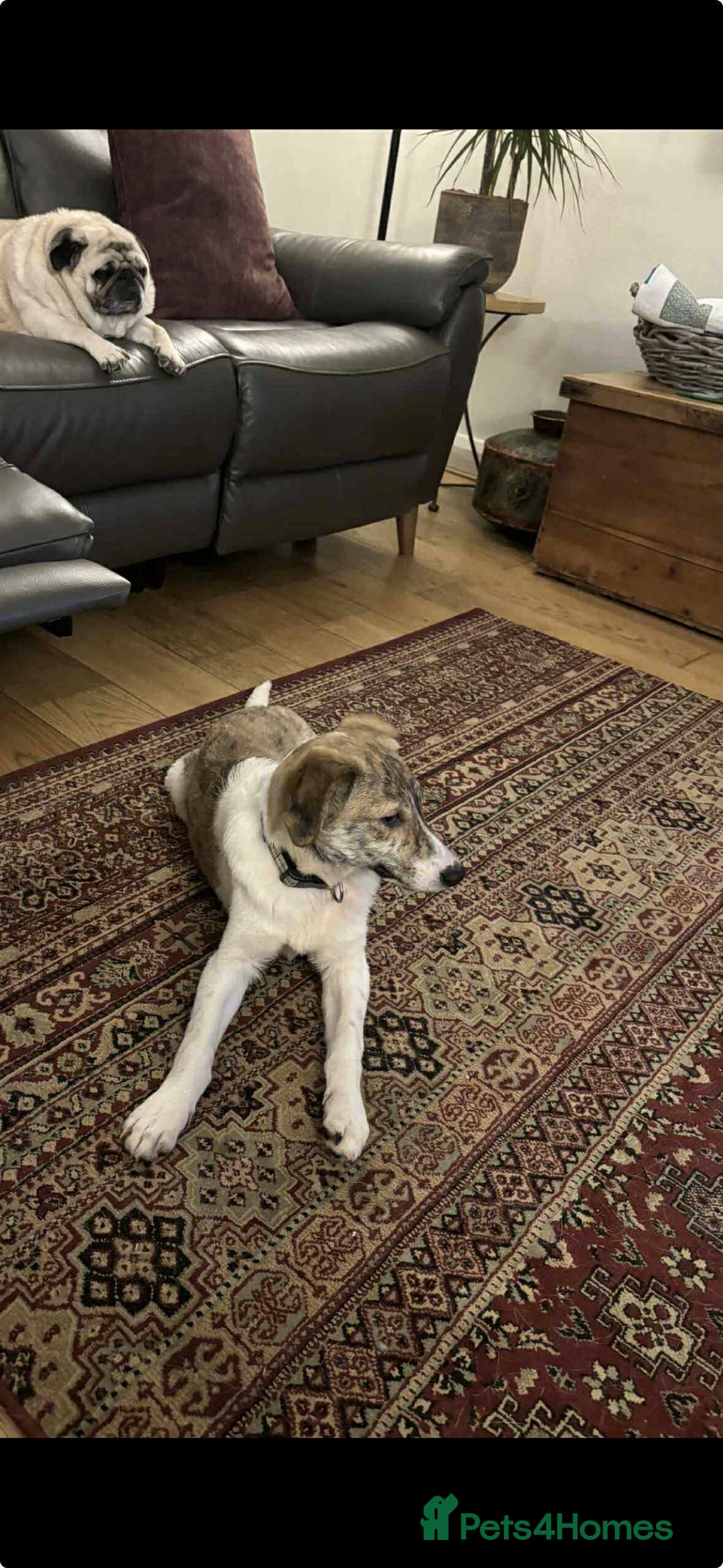 Mixed Breed dogs for adoption: Sylvie - wonderful family dog - Advert 5