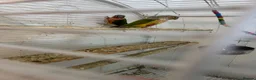 Conures birds for sale: Conuer - Advert 3