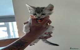 Bengal cats for sale: Bengal x Maine coon  - Image 9