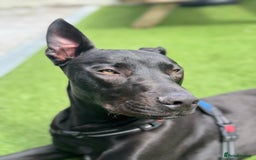 Mixed Breed dogs for sale: Reggie looking for a new loving home  - Image 6