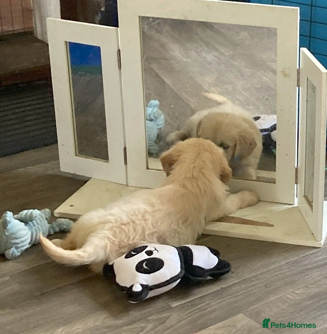 Golden Retriever dogs for sale: Fyffrind Meadow (Miss Purple)  - KC Reg. Goldies from a 5 Star Registered Breeder  - Image 18