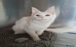 Maine Coon cats for sale: two girl with 5 pedigree maine coon - Image 12