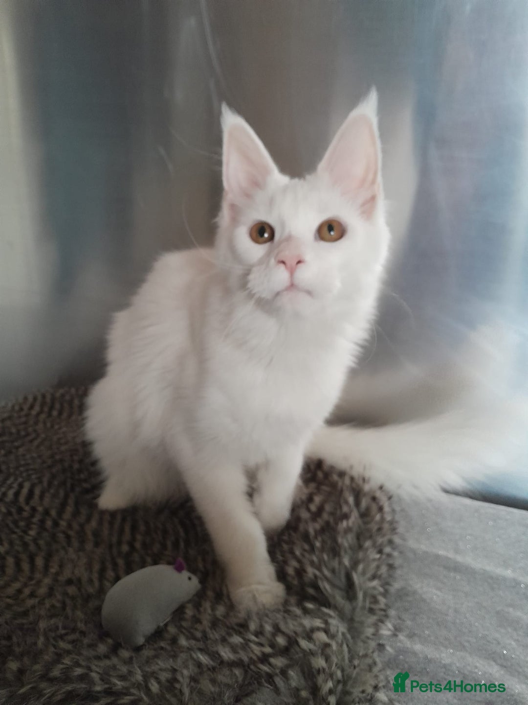 Maine Coon cats for sale: two girl with 5 pedigree maine coon - Image 12