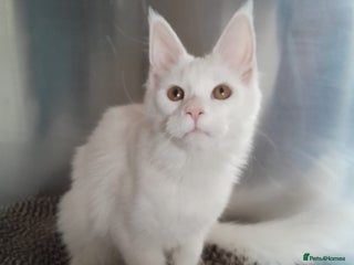 Maine Coon cats - Advert 30