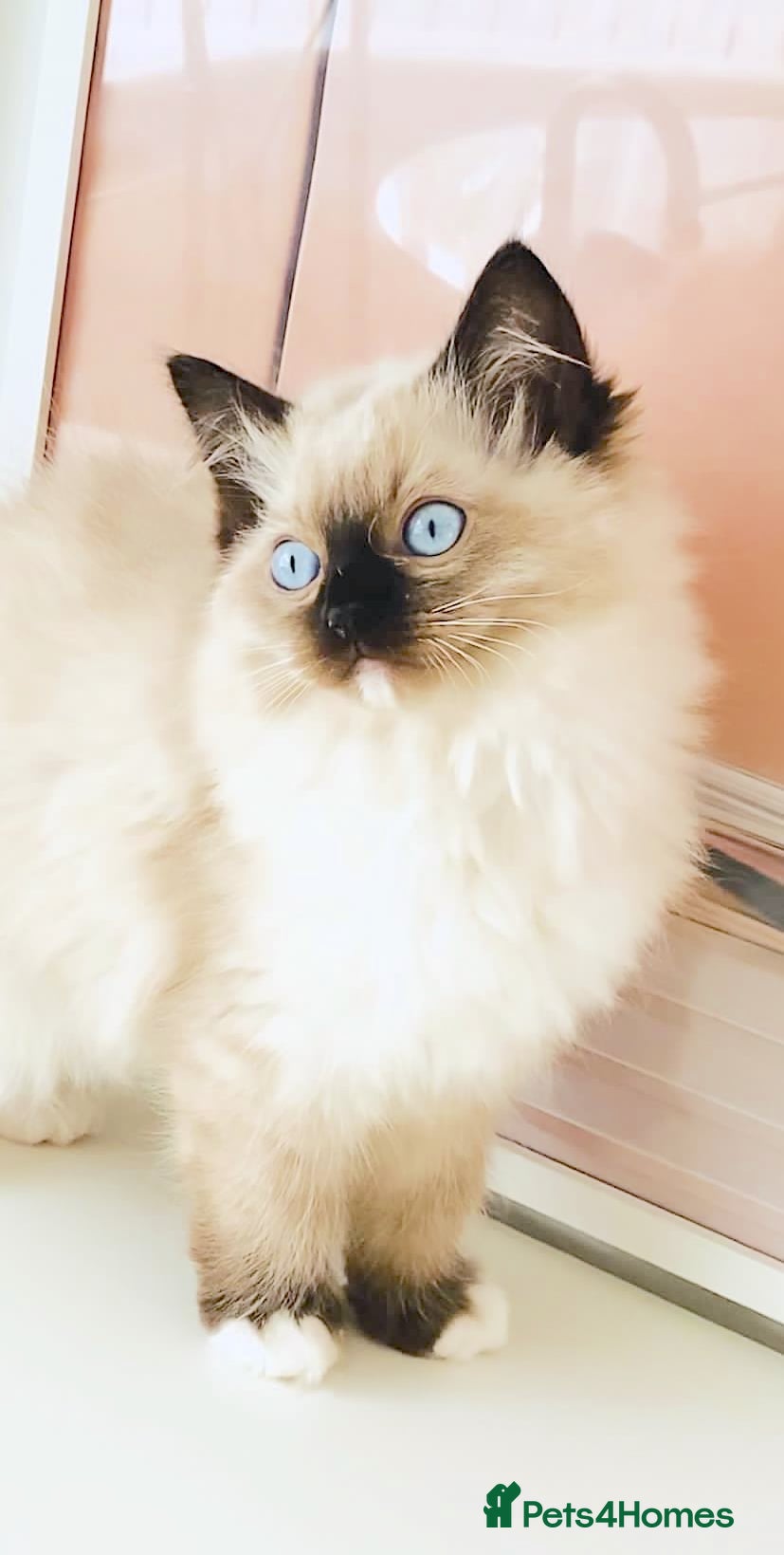 Ragdoll cats GCCF REGISTERED RAGDOLL FEMALE KITTEN - Advert 2