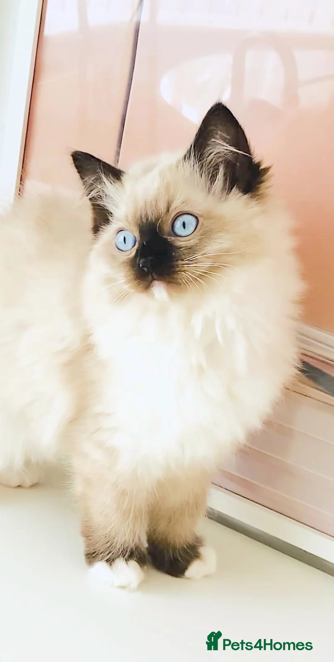 Ragdoll cats for sale: GCCF REGISTERED RAGDOLL FEMALE KITTEN - Advert 2