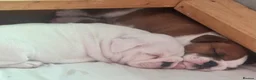 English Bulldog dogs for sale: 3 Red and white English bulldogs KC registered  - Advert 13