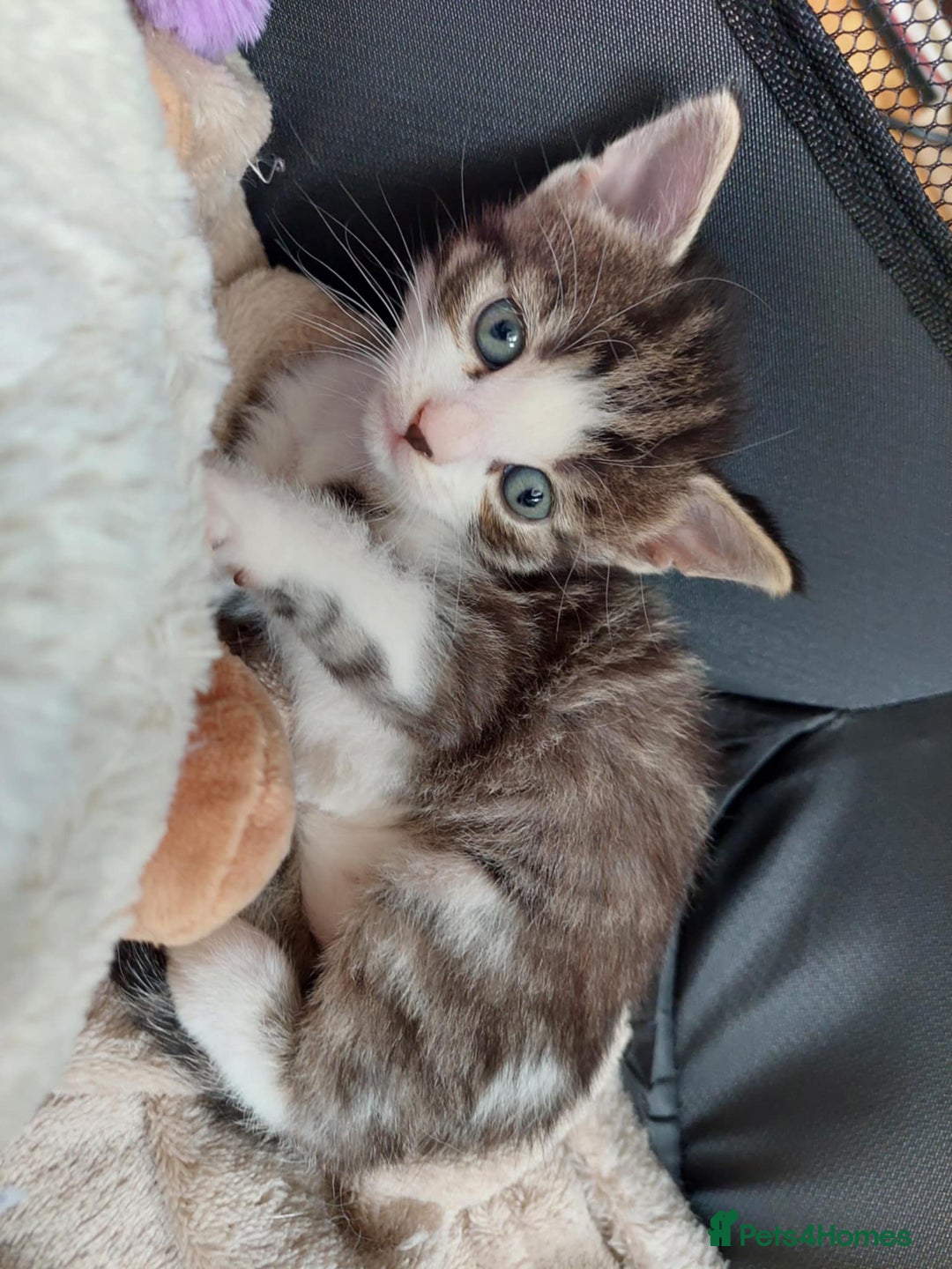 European cats for sale: Beautiful Kittens Looking for Loving Homes 🐾❤️ - Image 4