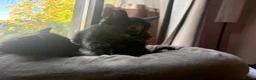 British Longhair cats for sale: 3 Lovely Kittens Looking for Their Forever Homes  - Advert 8