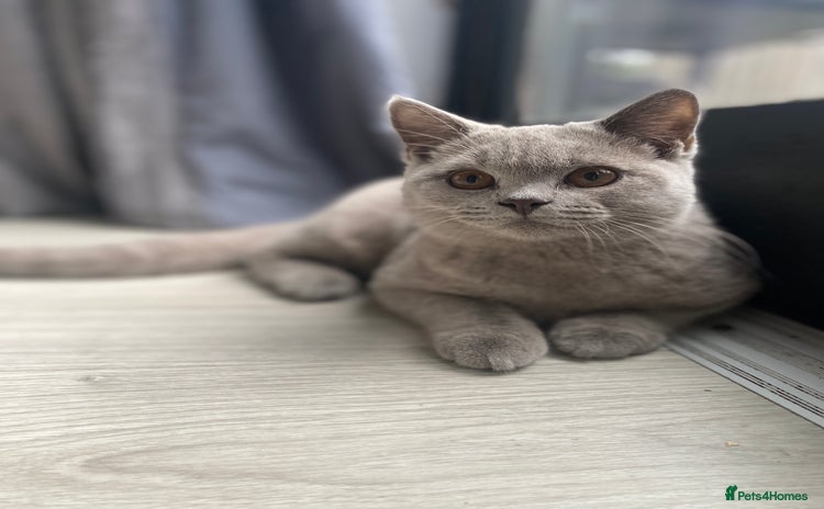 British Shorthair cats - Advert 5