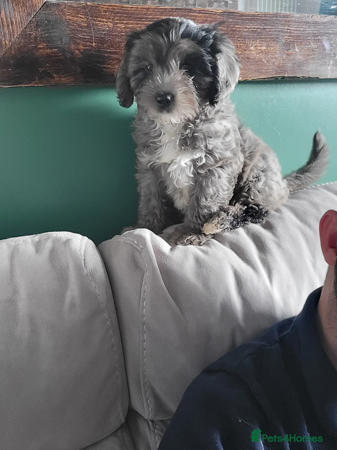 Cavapoo dogs for stud: Extensively DNA tested CAVAPOO Stud  - Advert 8