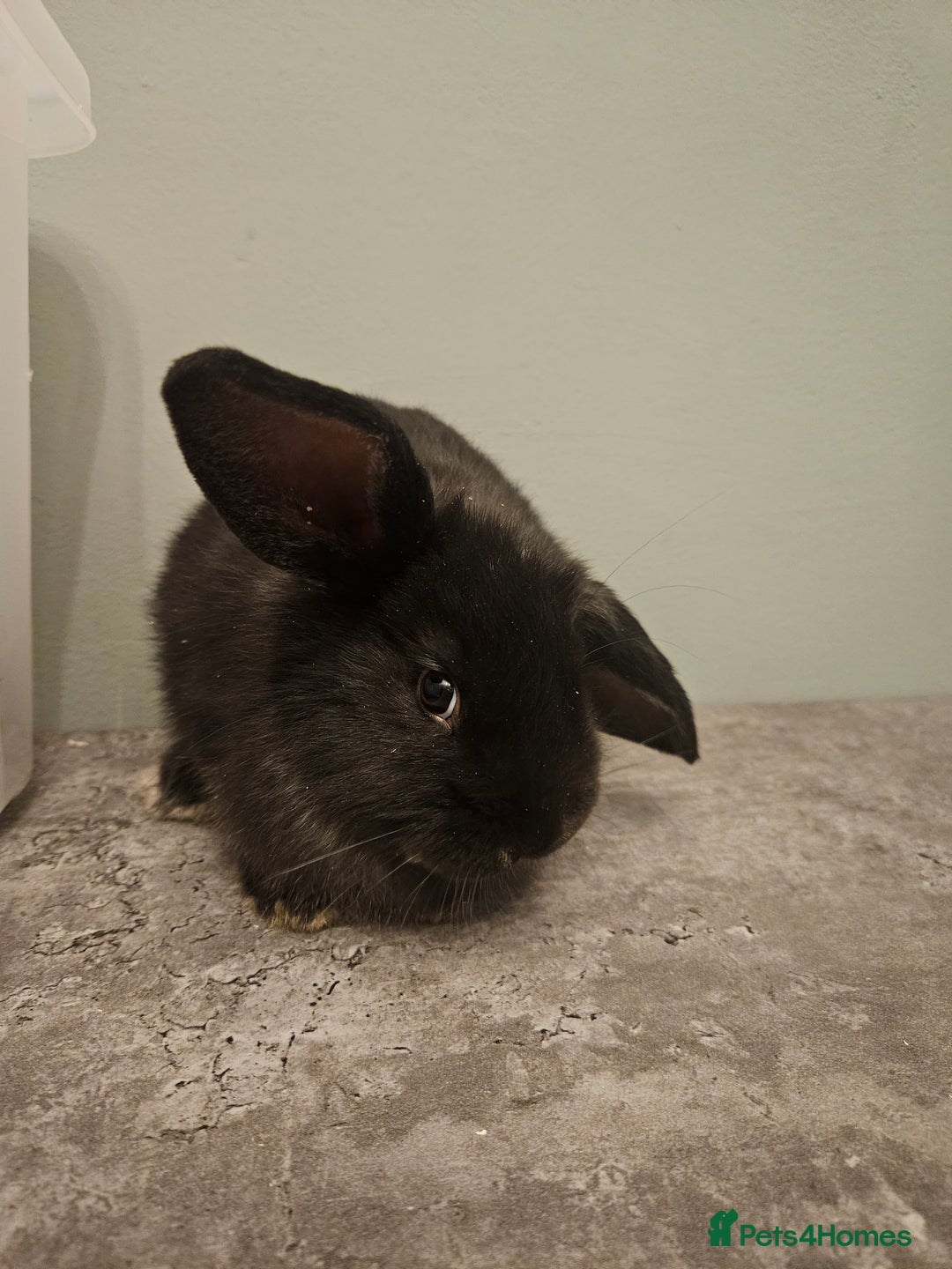 French Lop rabbits for sale: French lop ** last one left** - Advert 2