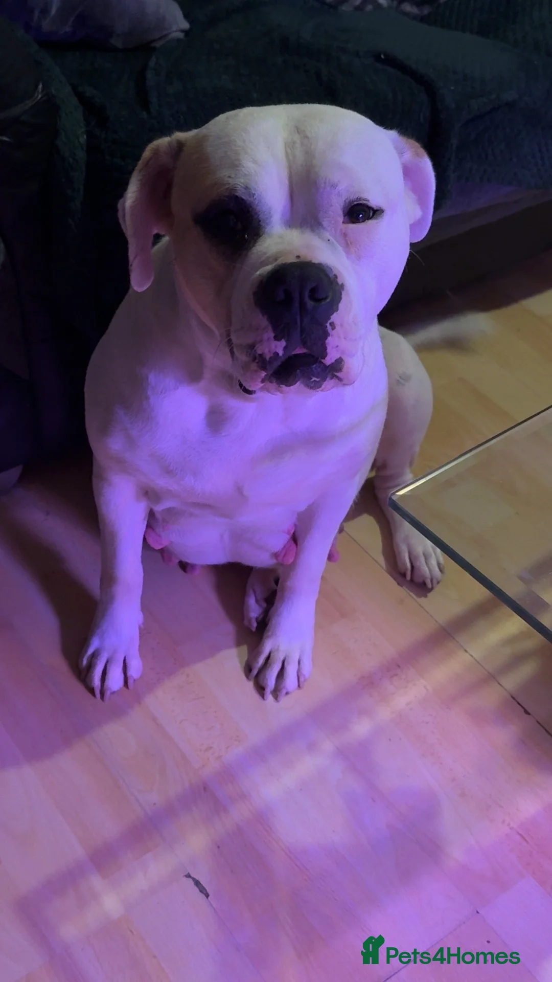 Mixed Breed dogs for sale: 🐾 American bulldog puppies🐾 - Advert 1