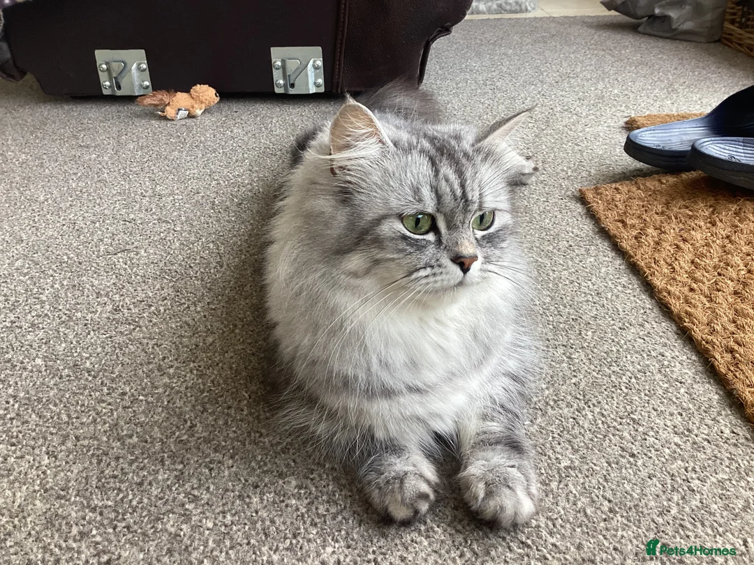 Mixed Breed cats for sale: Beautiful Chinchilla x Tabby mix - Advert 2