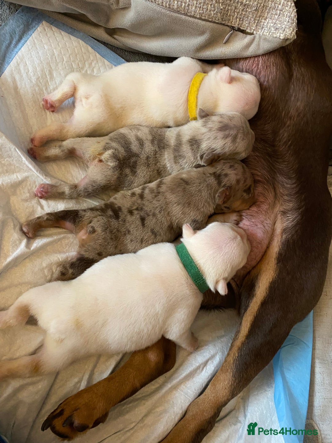 French Bulldog dogs for sale: Beautiful French bulldogs  - Advert 8