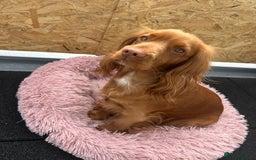Cocker Spaniel dogs for sale: 1 year old female cocker spaniel  - Image 2