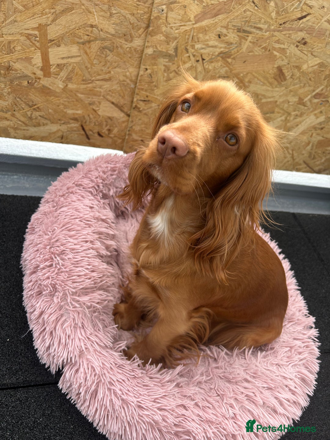 Cocker Spaniel dogs for sale: 1 year old female cocker spaniel  - Image 2