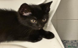 British Shorthair cats for sale: One black kitten left  - Image 2