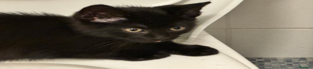 British Shorthair Kitten 1