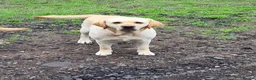 Labrador Retriever dogs for sale: Labrador puppies  - Advert 3