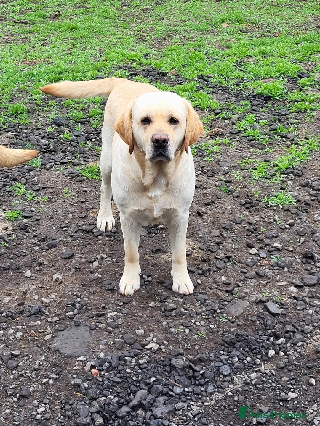 Labrador Retriever dogs for sale: Labrador puppies  - Advert 3