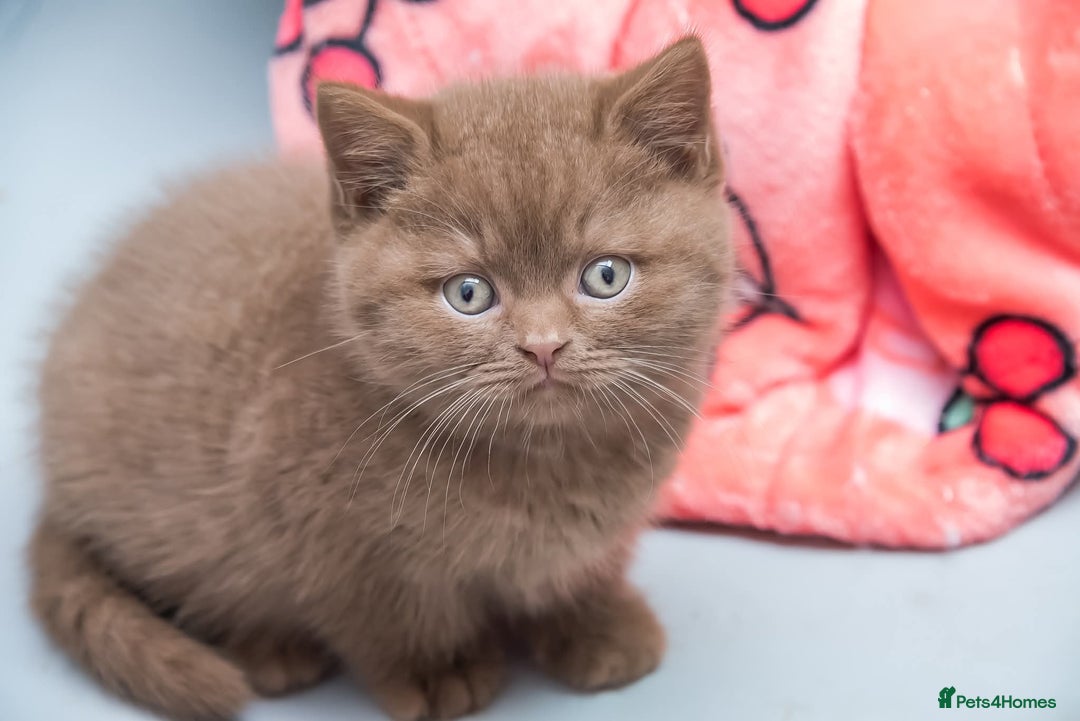 British Shorthair cats for sale: Beautiful BSH Kittens  - Advert 2