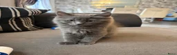 Ragdoll cats for sale: Ragdoll cross Norwegian forest - Advert 3