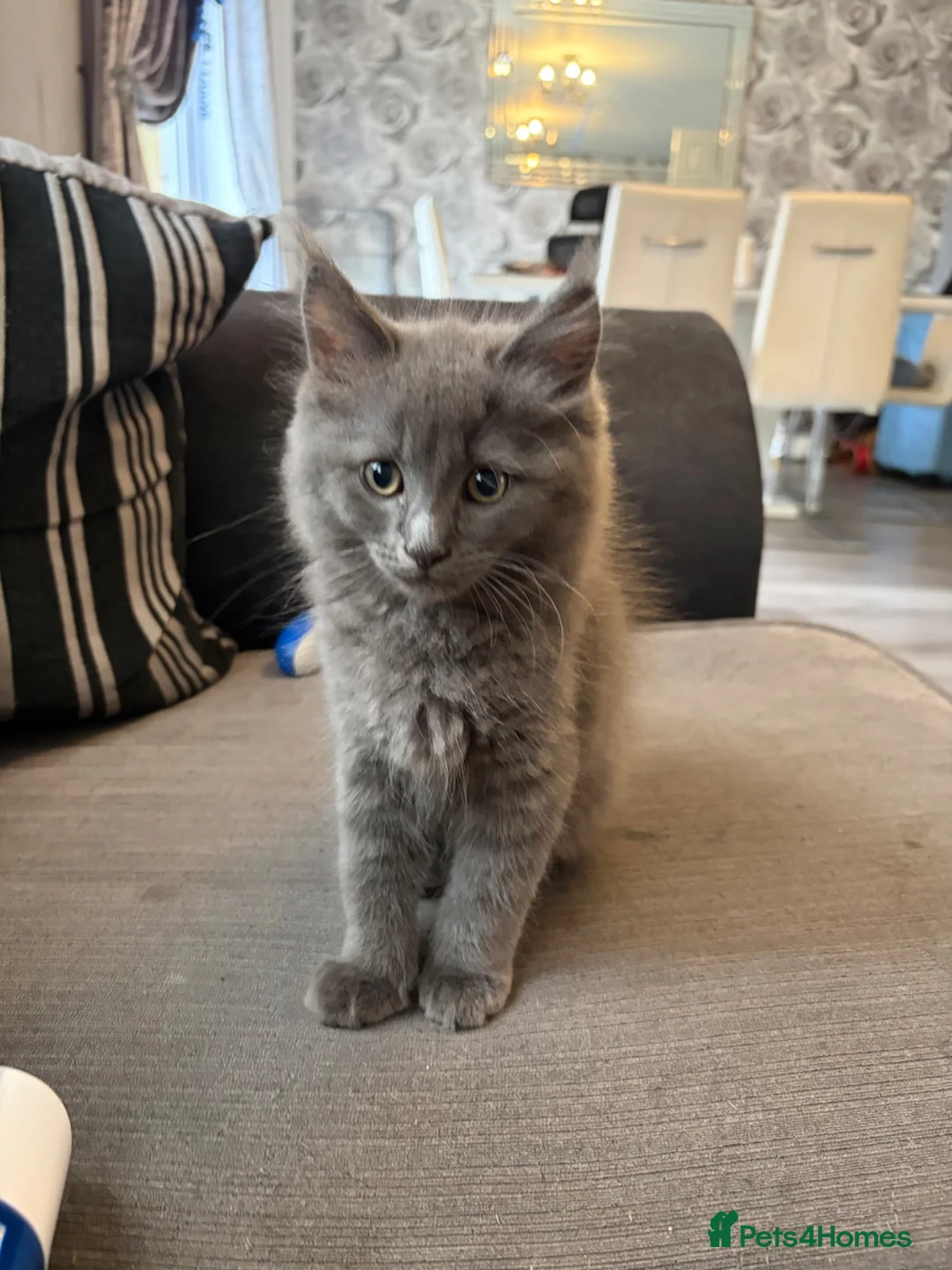Ragdoll cats for sale: Ragdoll cross Norwegian forest - Advert 3