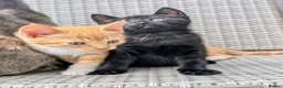 Mixed Breed cats for sale: Rare ginger female kittens and black stripey male. - Advert 18