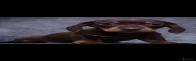 Miniature Dachshund 1