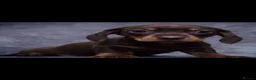 Miniature Dachshund dogs for sale: Beautiful loving Choc n Tan minature dachshund  - Advert 2