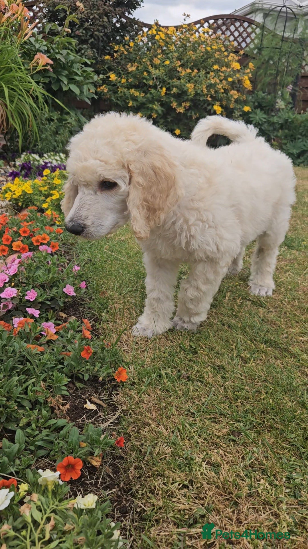 Standard Poodle dogs 💙Ready Now💙KC Registered Standard Poodle Boys 💙 - Advert 2