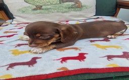 Miniature Dachshund dogs for sale: 🐾 Miniature Dachshund Puppies for Sale 🐾 - Image 31